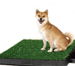 dog potty training