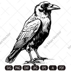 raven svg, raven silhouette dxf, raven clipart, crow svg, bird svg, crow flying svg, raven flying