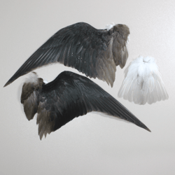 a set of wings and a sandpiper's tail (himantopus himantopus) / taxidermy feathers curiositites