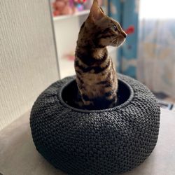 "round cat house with cozy sleeping spot and play area for your beloved pet."