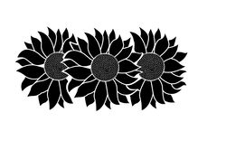 sunflower black white