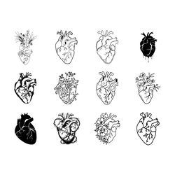 anatomical heart digital download files