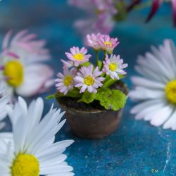 tutorial miniature daisies with air dry clay
