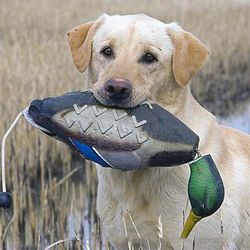 dog training aid: mimics dead duck bumper toy for puppies & hunting dogs - teach mallard retrieval skills with waterfowl