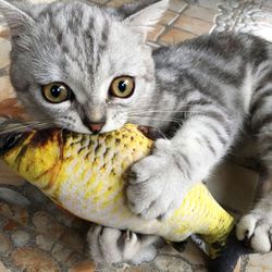 20m cat fish toy: stuffed fish shape scratch board & plush scratching post for pets