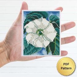 jimson weed, white flower by o'keeffe cross stitch pattern, miniature art, easy tiny