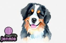 bernese mountain dog watercolor clipart design 99