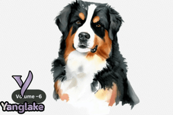 bernese mountain dog watercolor clipart design 100