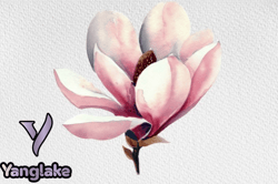 watercolor magnolia flower clipart png design 103