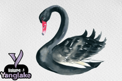 watercolor black swan clipart volume  design 102