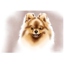 pomeranian spitz - watercolor print on canvas