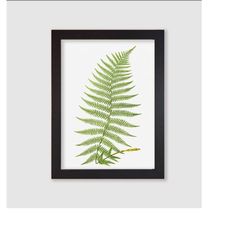 framed lady fern botanical art print / wall art / poster print / leaf print