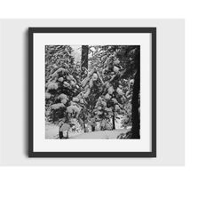 1962 mammoth mountain snowy pines vintage photo -  digital download vintage ski art, ski home decor, antique ski, ski lo