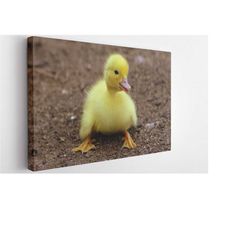 baby duck, canvas wall art print | poster