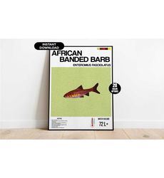 aquarium fish poster, african banded barb aquarium poster,