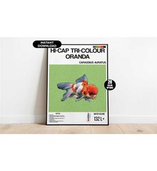 aquarium fish poster, hi-cap tri-colour oranda aquarium poster,