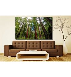 sequoia tree large canvas art national park print