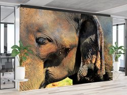 old elephant wall paper, elephant wallpaper, african wall art, safari animal wallpaper, animal mural, decals for walls,