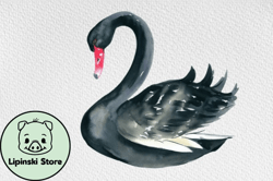 watercolor black swan clipart volume  design 102