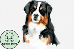 bernese mountain dog watercolor clipart design 100