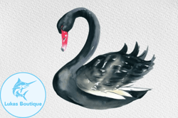 watercolor black swan clipart volume  design 102