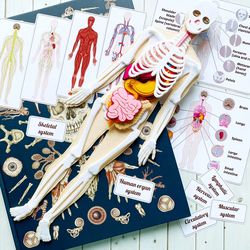 anatomy board, full set (skeleton and organs),small human anatomy, medical human body, montessori science play set