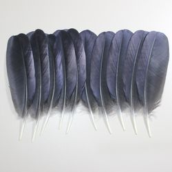 natural raven feathers (corvus corax) / hugin munin taxidermy oddities