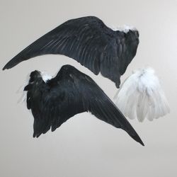 a set of wings and a sandpiper's tail (himantopus himantopus) / taxidermy feathers curiositites