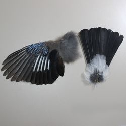 jay wing and tail set (garrulus glandarius) / taxidermy feathers curiositites