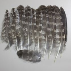 natural owl feathers (strix uralensis) / taxidermy oddities