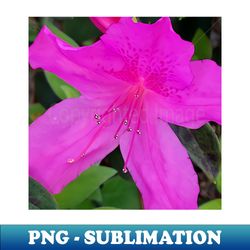 Azalea - Signature Sublimation PNG File - Transform Your Sublimation Creations