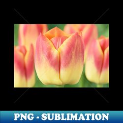 tulipa candy corner triumph tulip - digital sublimation download file - defying the norms