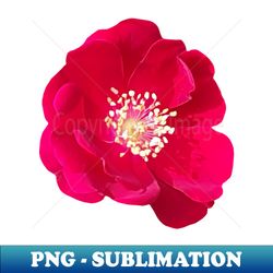 red flower photo - png transparent sublimation design - fashionable and fearless