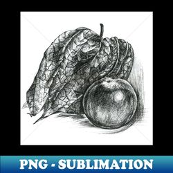 black and white physalis peruviana cape gooseberry - vintage sublimation png download - unlock vibrant sublimation designs