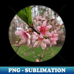 pink peach blossoms photo - aesthetic sublimation digital file - bold & eye-catching