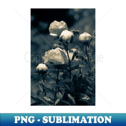 peonies - high-quality png sublimation download - fashionable and fearless