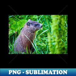groundhog in the grass photograph - png transparent sublimation design - boost your success with this inspirational png download