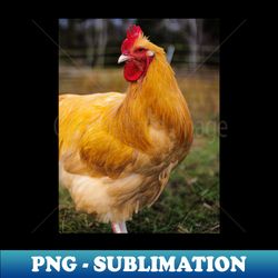 photo of proud colorful rooster - modern sublimation png file - stunning sublimation graphics
