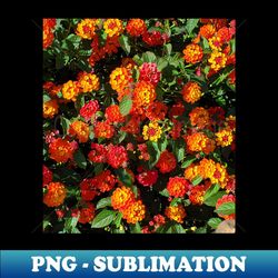 colorful bloom photography my - exclusive sublimation digital file