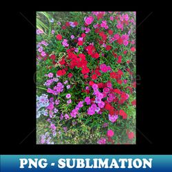 colorful bloom photography my - png transparent sublimation file