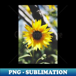 vintage style summer sunflower photo - retro png sublimation digital download