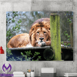 lion canvas wall art decor, lion wall art paintings, animal canvas prints, animal canvas wall art, large wall art, wild