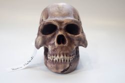 homo naledi skull replica reconstruction, full-size 3d printed hominid skull, museum quality