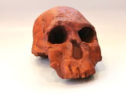 homo rudolfensis skull replica (knm-er), full-size 3d printed hominid skull without jaw, museum quality