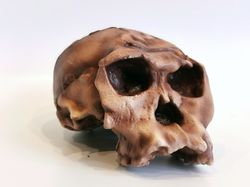 homo habilis oh 24 twiggy skull replica, full-size 3d printed hominid skull without jaw, museum quality