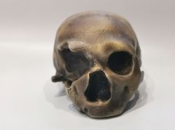 homo neanderthal from monte circeo 1 skull replica, full-size 3d printed hominid skull, museum quality