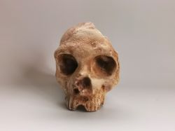 homo neanderthal from gibraltar 1 skull replica, full-size 3d printed hominid skull, museum quality