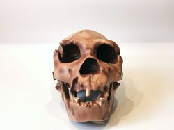 homo heidelbergensis skull replica, full-size 3d printed hominid skull, museum quality anthropology model