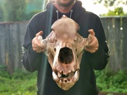 cave bear anatomical skull replica, full-size 3d printed skull decoration for halloween, oddities faux taxidermy