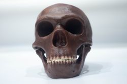 homo neanderthal skull la chapelle-aux-saints reconstruction, the old man of la chapelle, fossil collection, realistic h